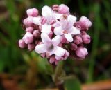 Valeriana dioica. Соцветие с тычиночными цветками. Испания, Страна Басков, Арратия, горный перевал Барасар, заболоченная котловина между двумя хребтами. Начало мая 2012 г.