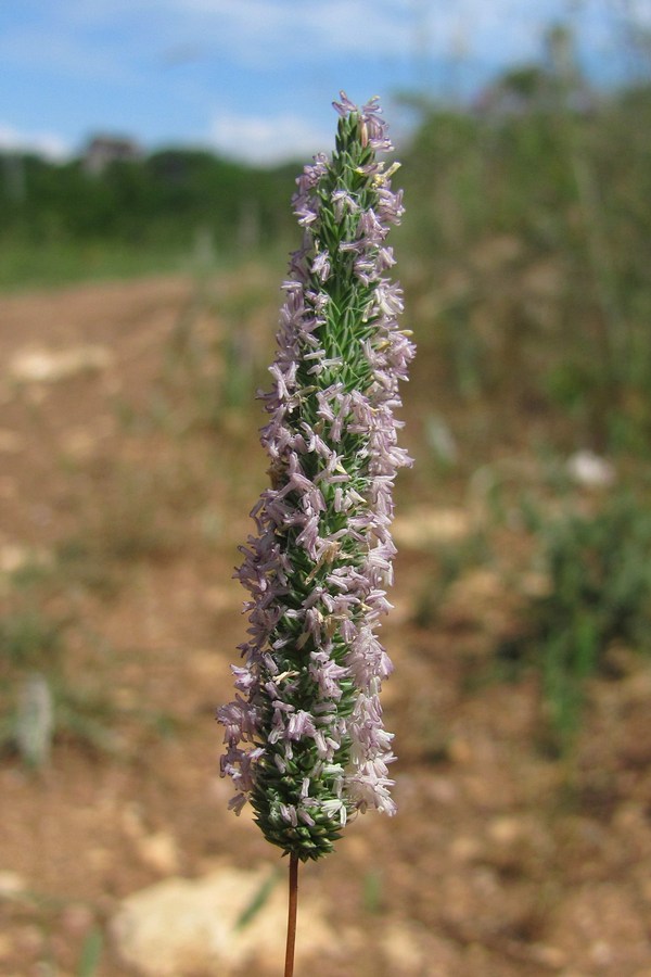 Image of Phleum subulatum specimen.