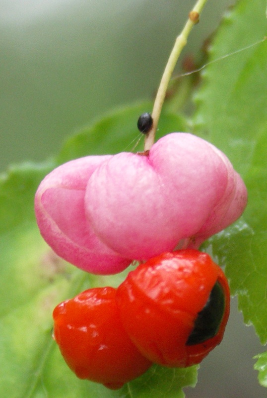 Image of Euonymus verrucosus specimen.