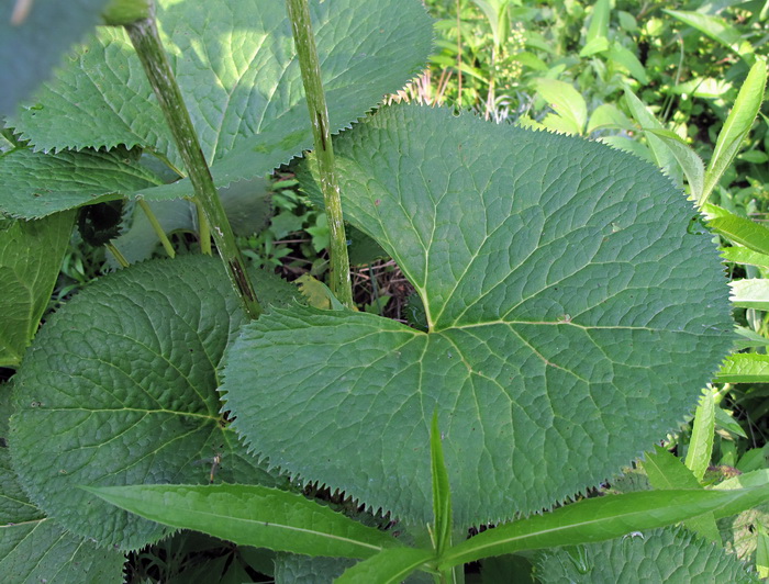 Image of Ligularia splendens specimen.