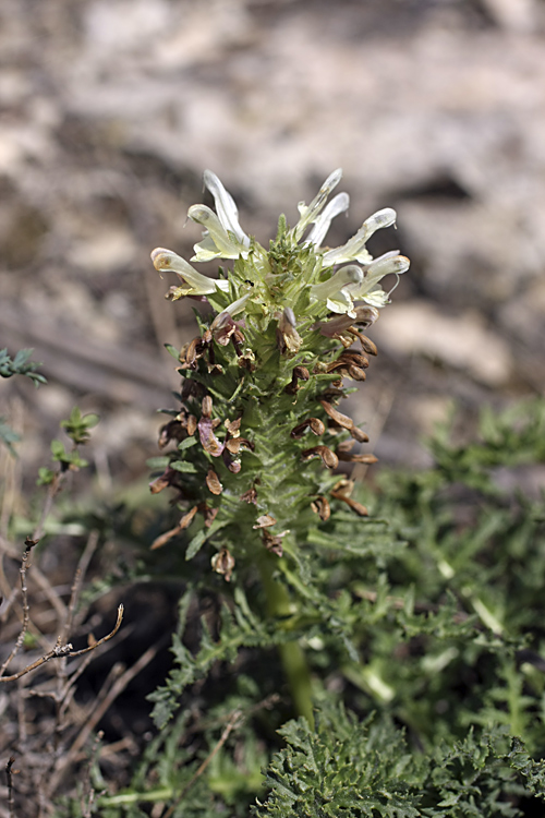 Image of Pedicularis olgae specimen.