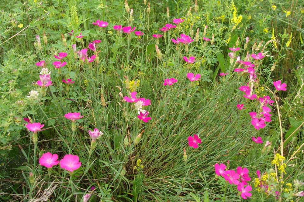 Изображение особи Dianthus versicolor.