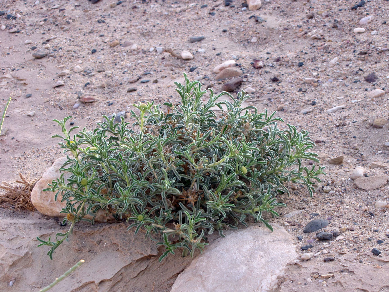 Изображение особи Asteriscus graveolens.