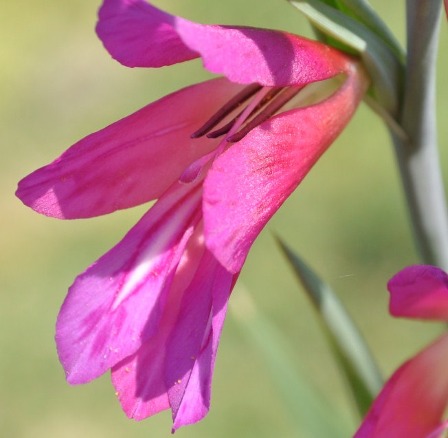 Image of Gladiolus italicus specimen.