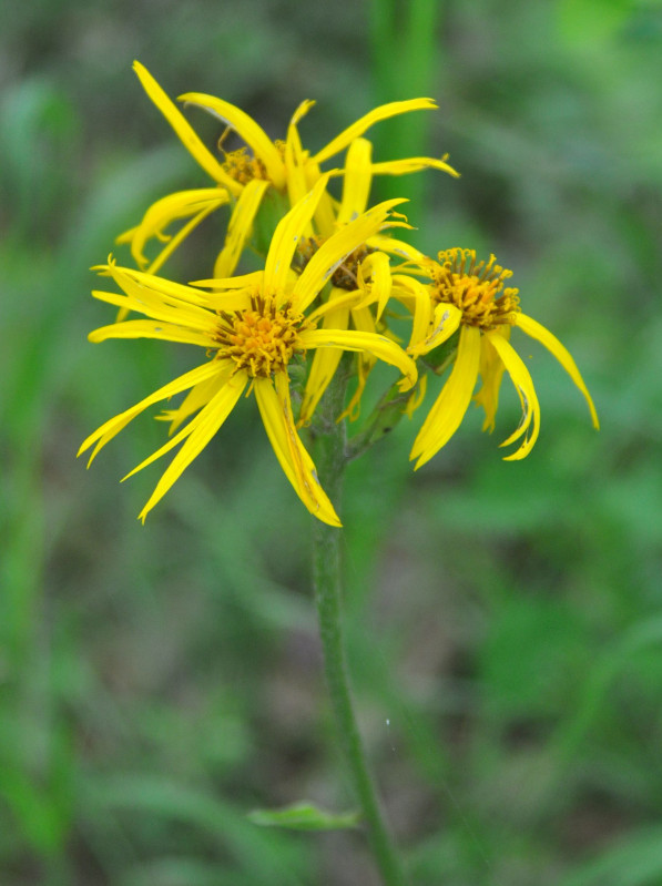 Изображение особи Ligularia calthifolia.