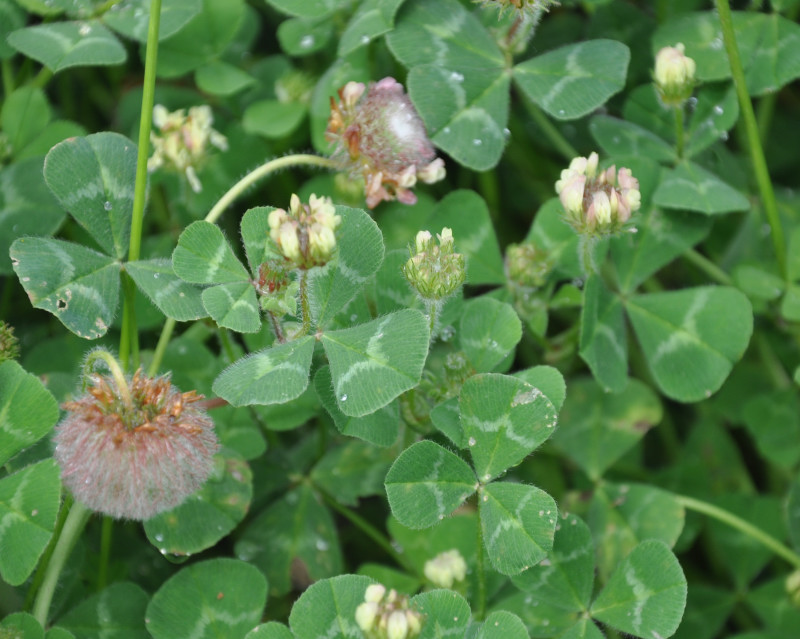 Image of Trifolium globosum specimen.