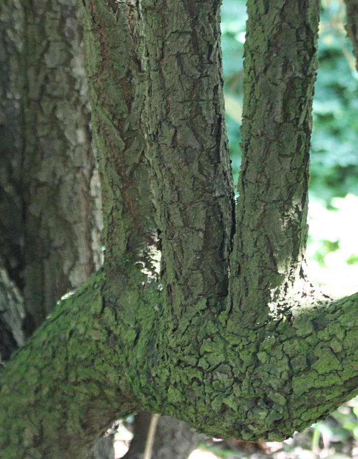 Image of Viburnum &times; pragense specimen.