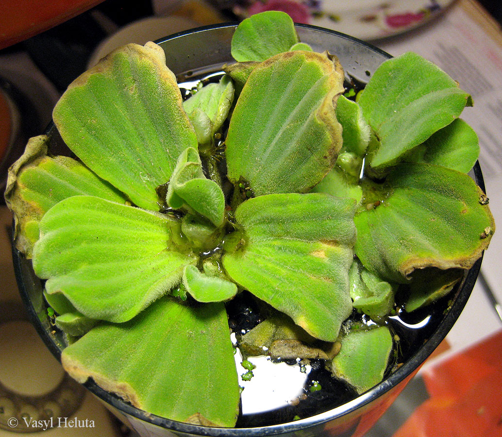 Image of Pistia stratiotes specimen.