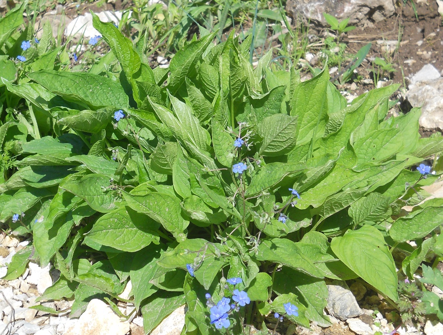 Image of Omphalodes verna specimen.