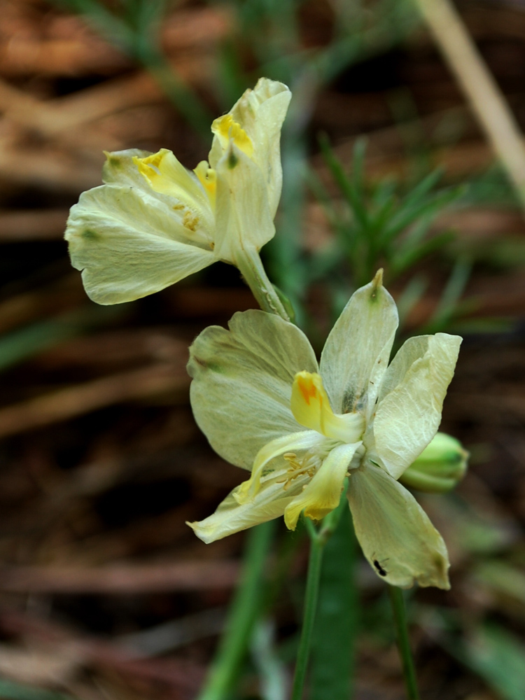 Image of Delphinium semibarbatum specimen.