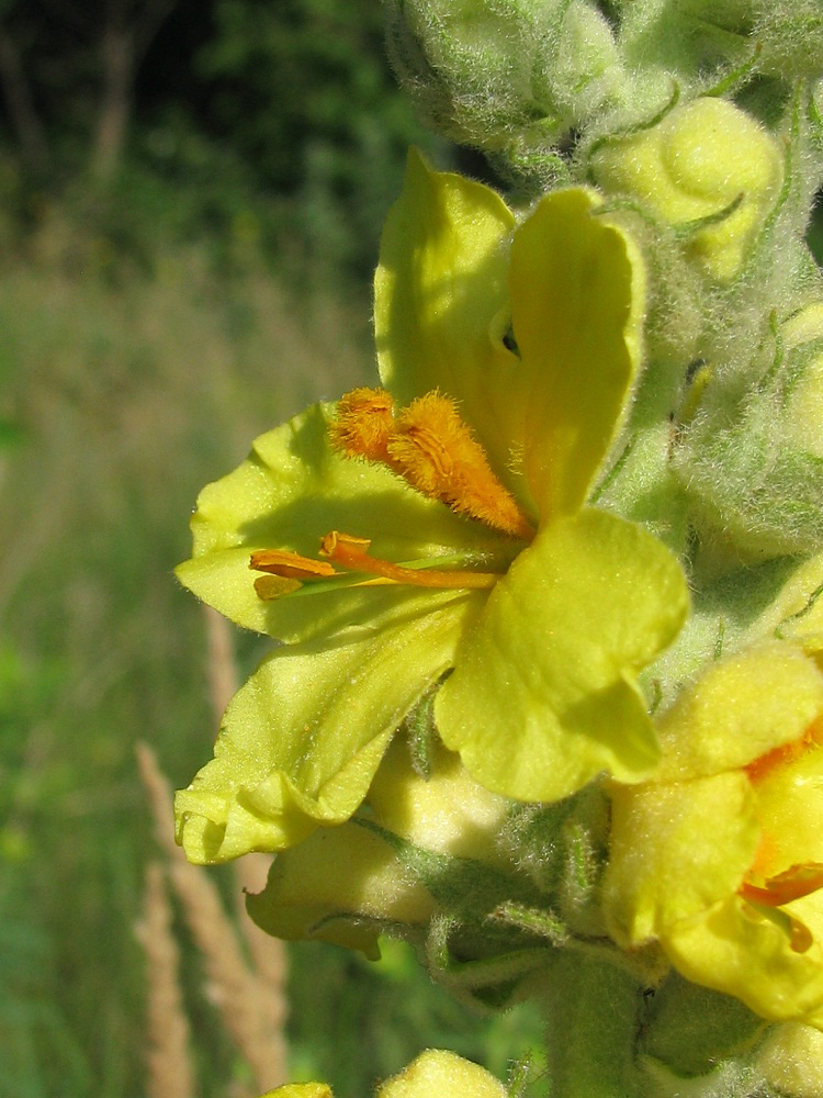 Image of Verbascum ovalifolium specimen.