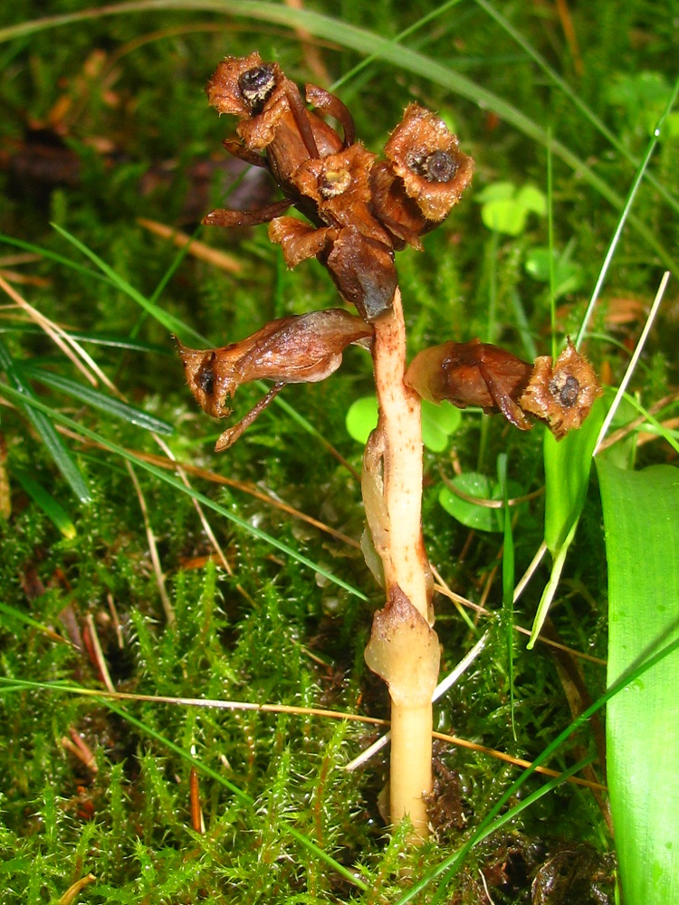 Image of Hypopitys monotropa specimen.