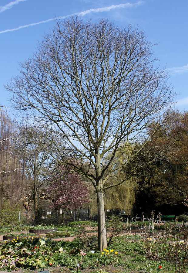 Image of Celtis australis specimen.