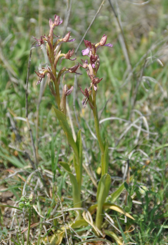 Image of Anacamptis papilionacea ssp. schirwanica specimen.