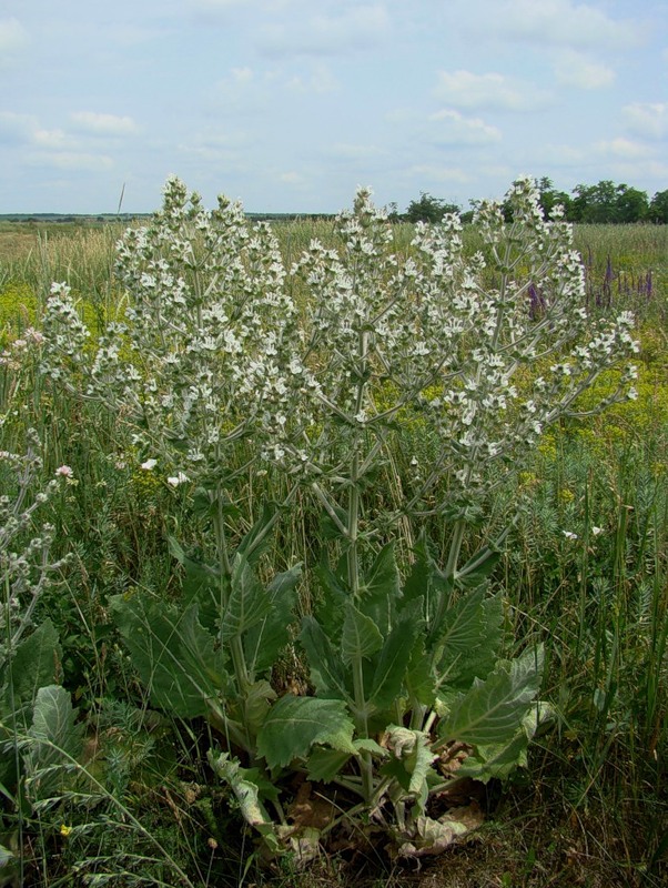 Изображение особи Salvia aethiopis.