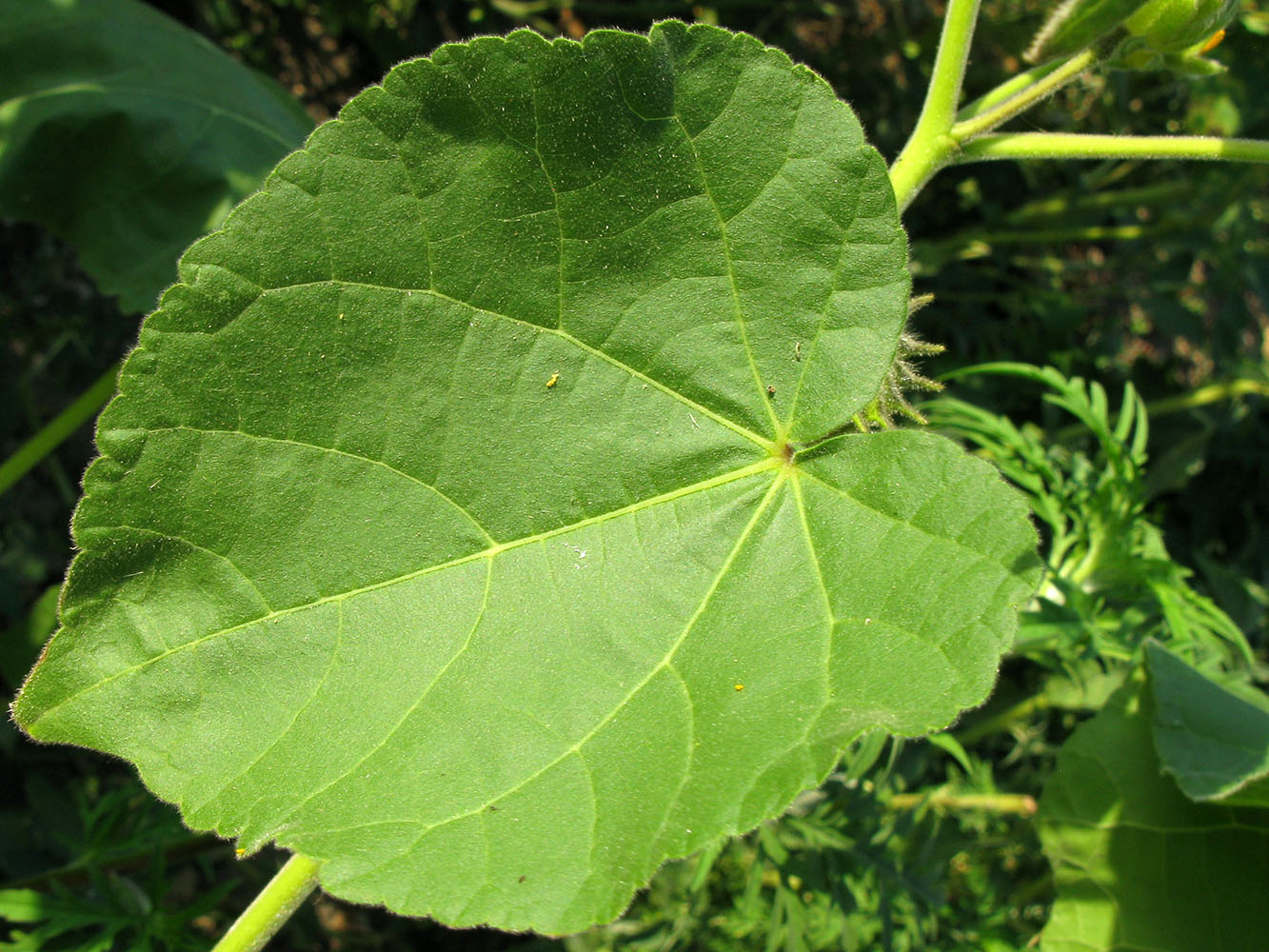 Сорняк с круглыми листьями фото и названия