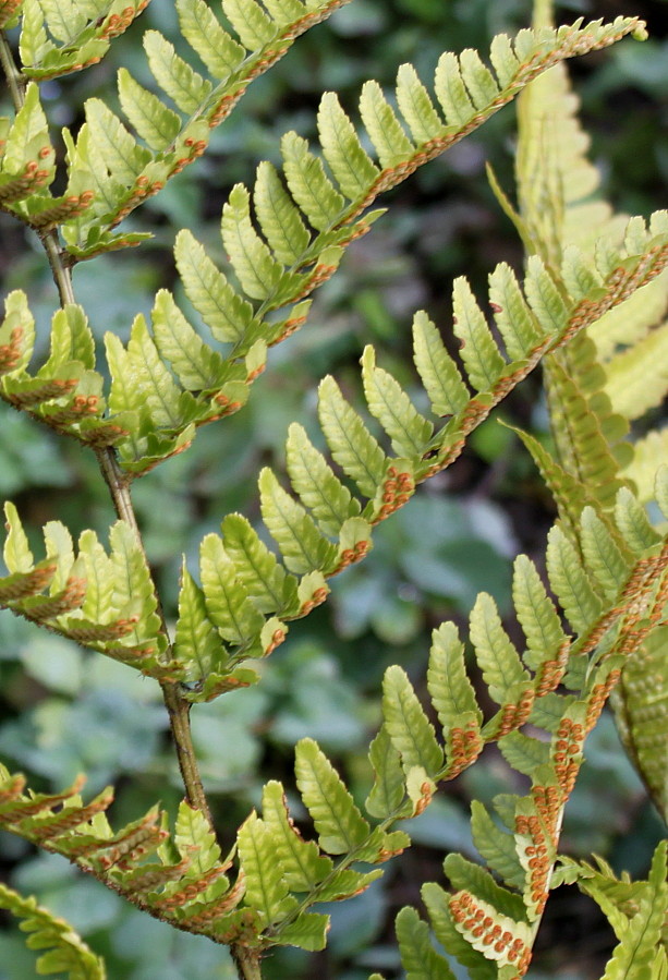 Image of Dryopteris erythrosora specimen.