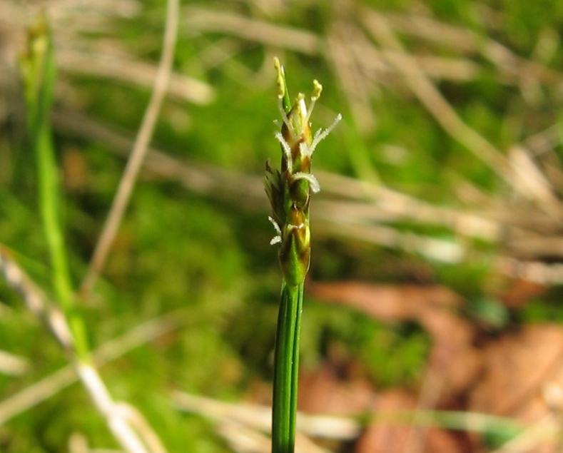 Image of Carex chordorrhiza specimen.