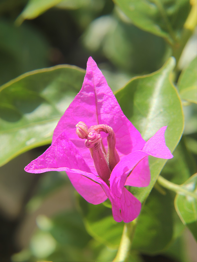 Image of Bougainvillea spectabilis specimen.