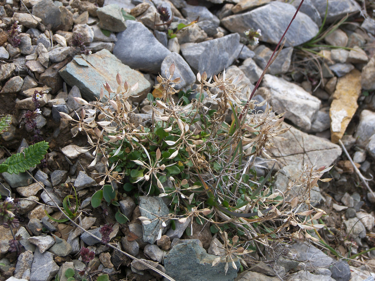 Image of Noccaea pumila specimen.