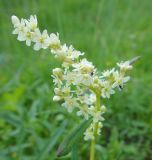 Aconogonon alpinum. Соцветие. Республика Бурятия, Баунтовский эвенкийский р-н, окр. пос. Северный, заболоченный луг, у тропы. 25.06.2013.