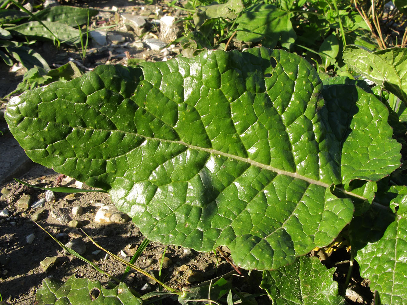 Image of Brassica napus specimen.