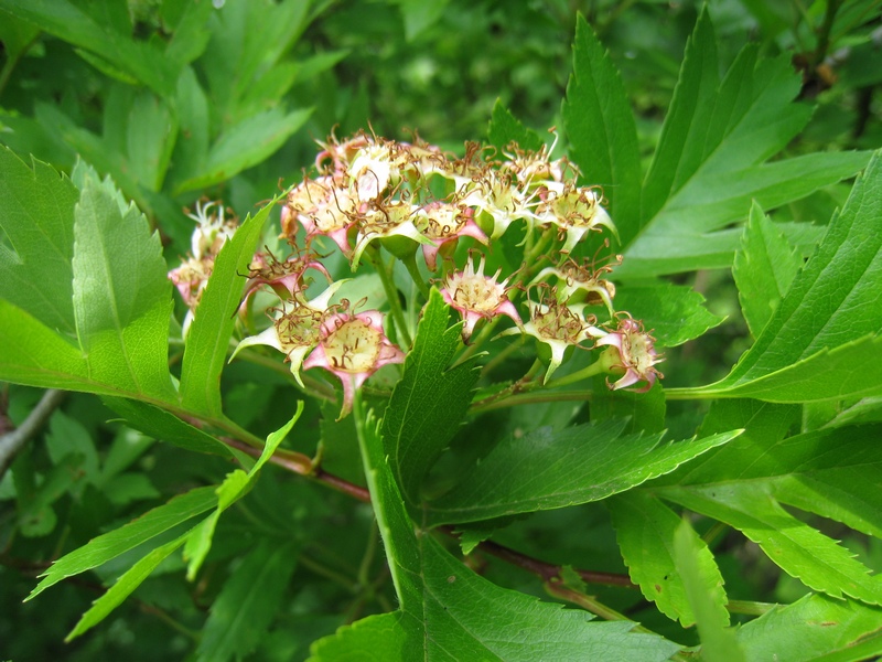 Image of Crataegus pinnatifida specimen.