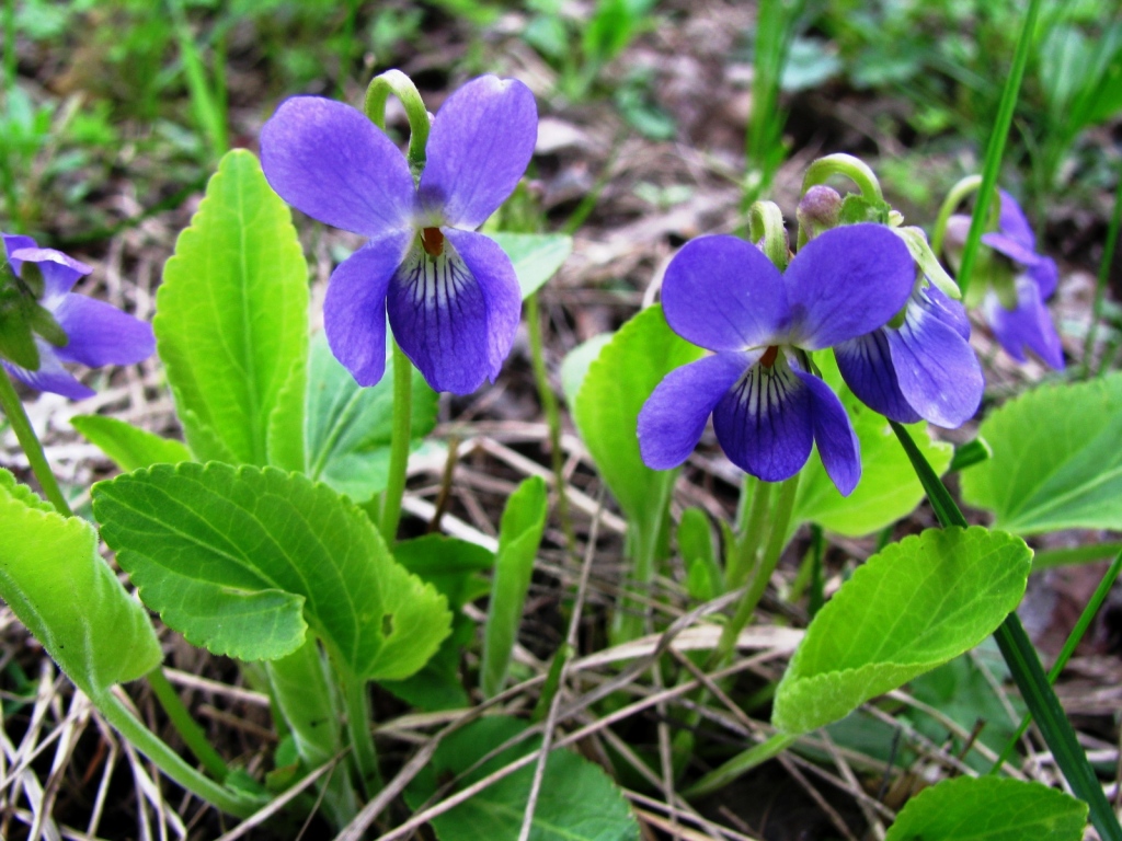 Изображение особи Viola ambigua.