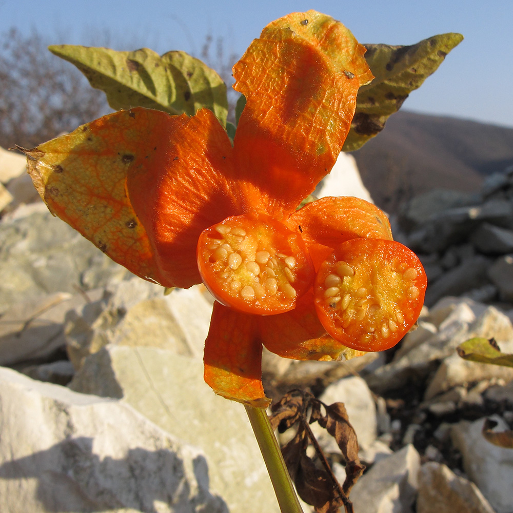 Image of Alkekengi officinarum specimen.