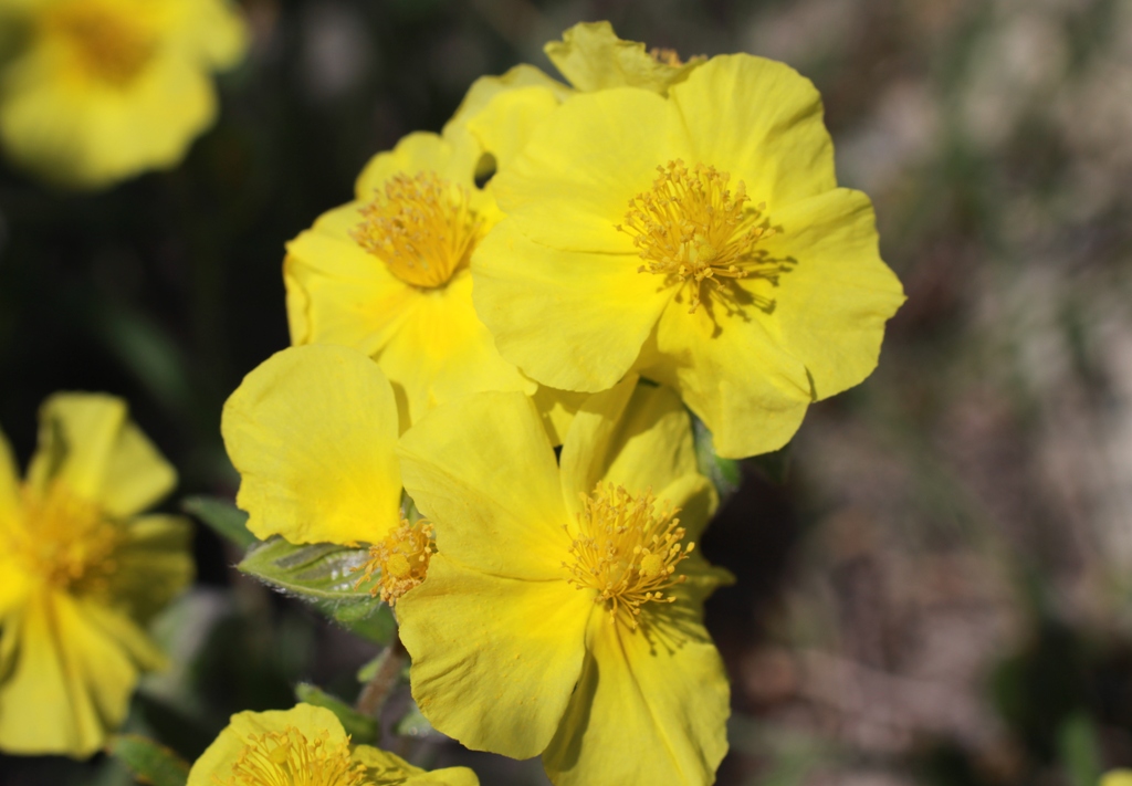 Image of Helianthemum nummularium specimen.