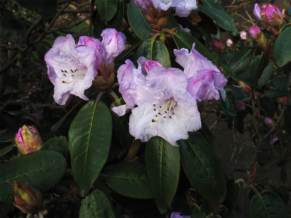 Image of Rhododendron campanulatum specimen.