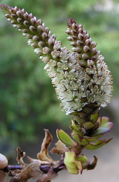 Изображение особи Orostachys malacophylla.