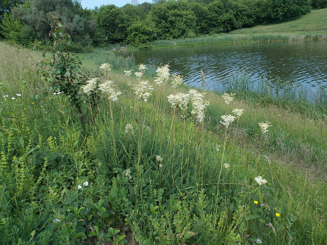 Изображение особи Filipendula vulgaris.