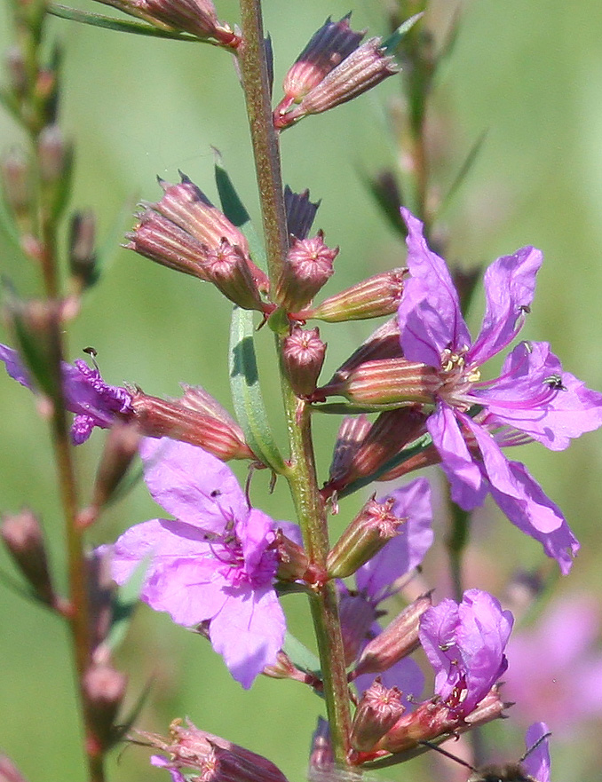 Image of Lythrum virgatum specimen.