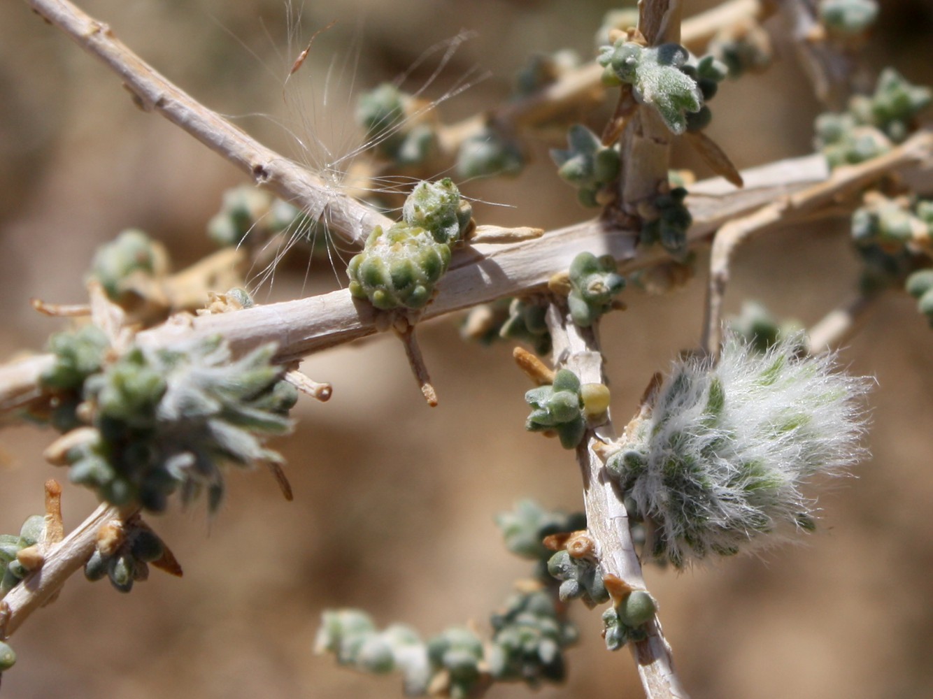 Изображение особи Salsola cyclophylla.