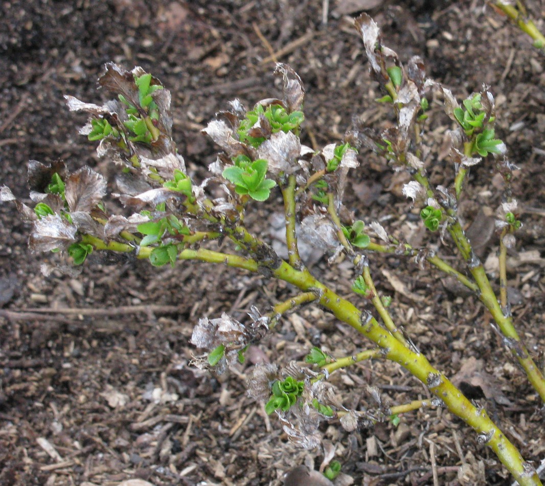 Image of Salix tschuktschorum specimen.