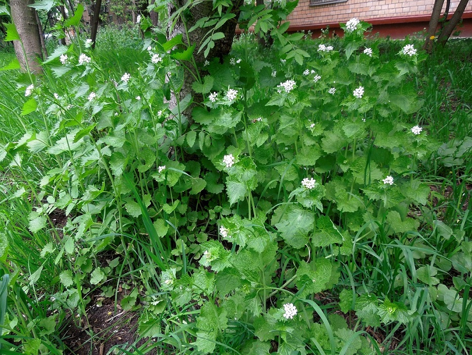 Image of Alliaria petiolata specimen.