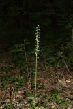 Platanthera bifolia. Цветущее растение. Молдова, Оргеевский р-н, с. Ватич, окраина дубово-грабового леса. 04.06.2014.