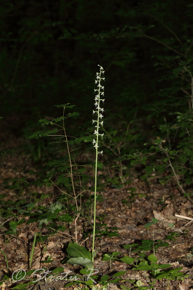 Image of Platanthera bifolia specimen.