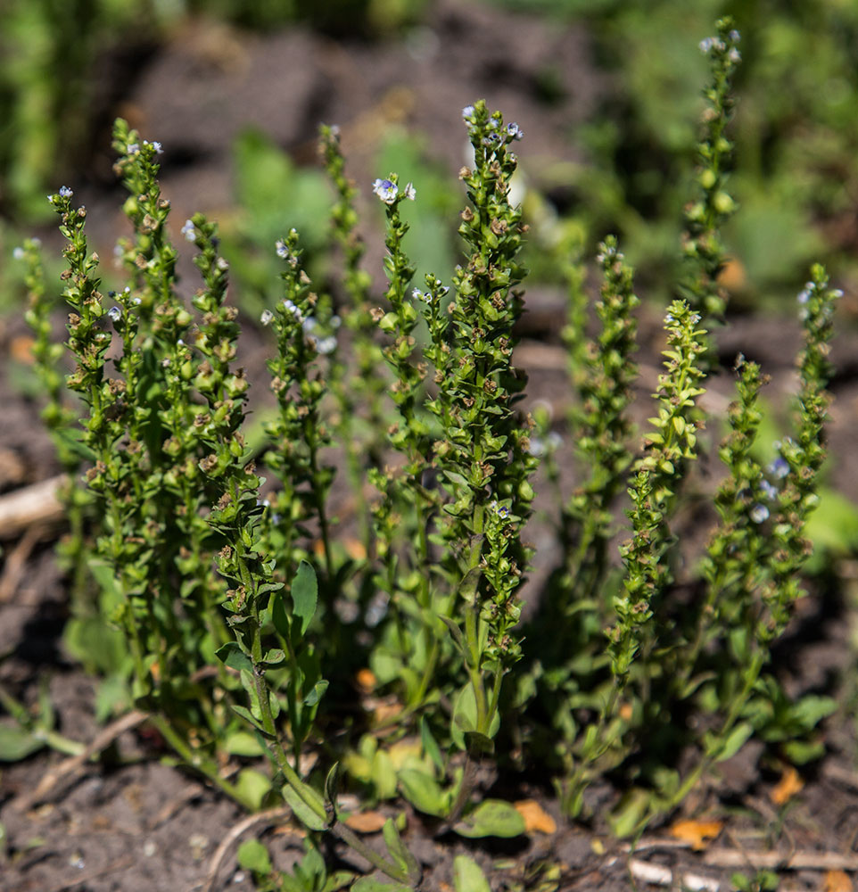 Image of Veronica serpyllifolia specimen.