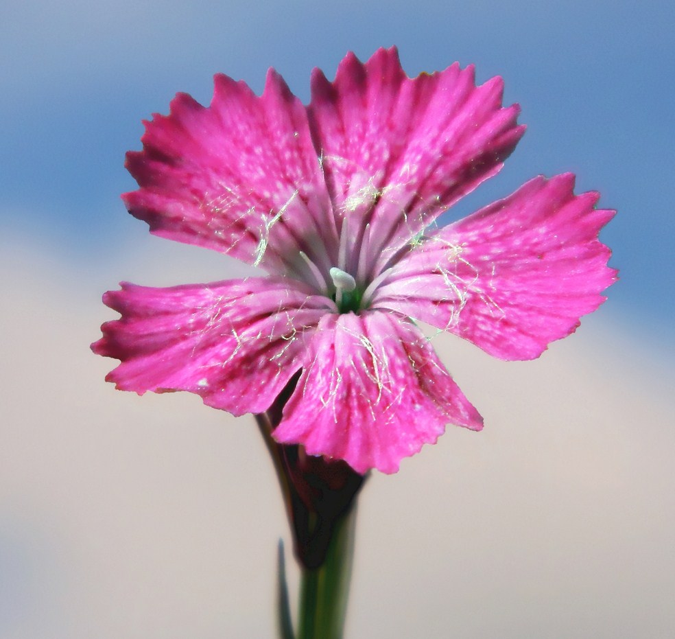 Image of Dianthus fischeri specimen.