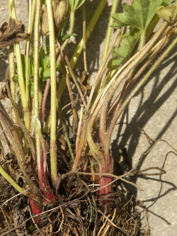 Image of Alchemilla microdonta specimen.