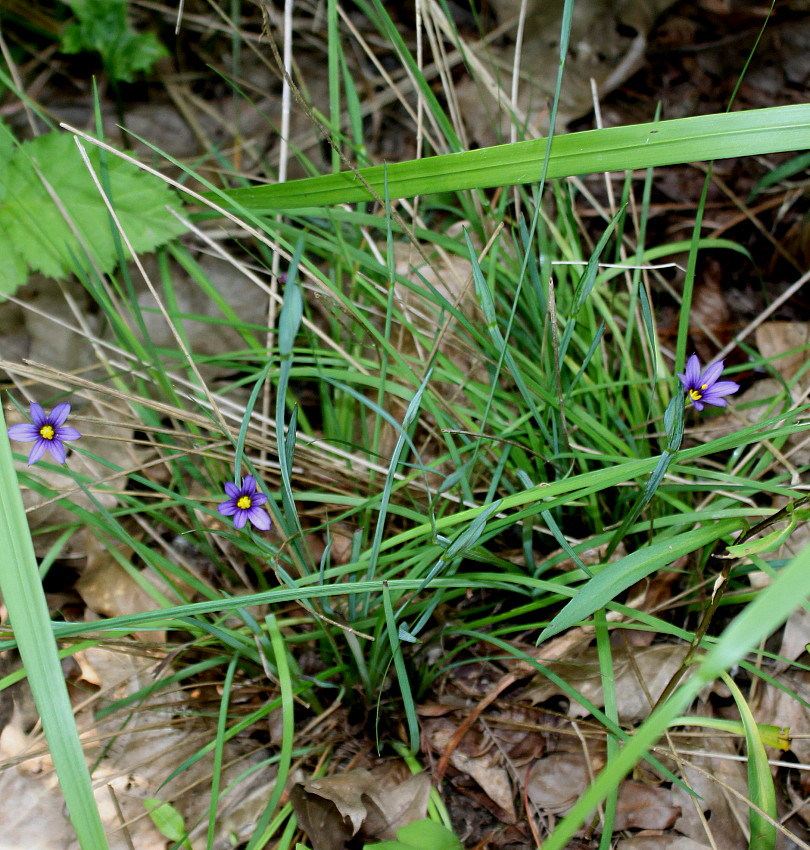 Image of genus Sisyrinchium specimen.