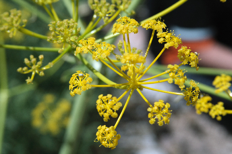 Image of Ferula samarkandica specimen.