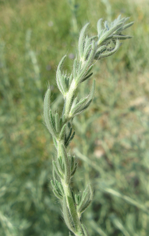 Image of Sedobassia sedoides specimen.