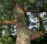 Pinus wallichiana. Средняя часть ствола и основания скелетных ветвей. Германия, г. Крефельд, Ботанический сад. 06.09.2014.