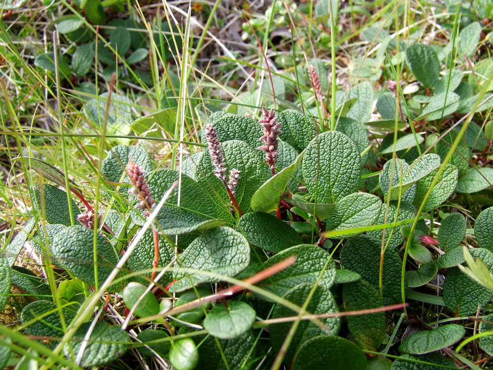 Image of Salix reticulata specimen.