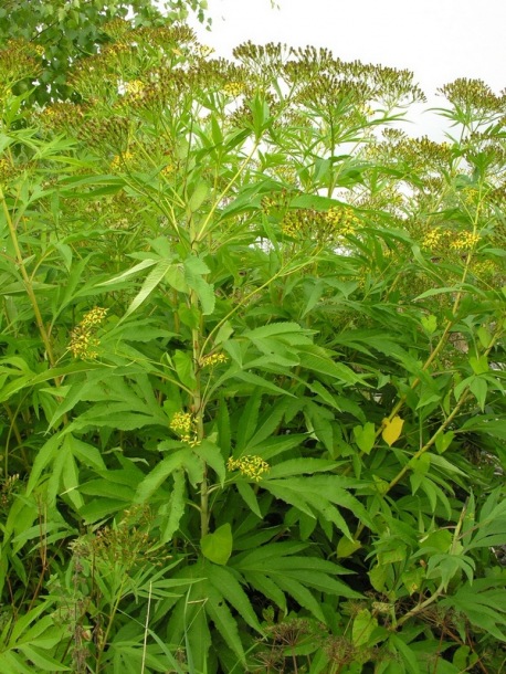 Image of Senecio cannabifolius specimen.