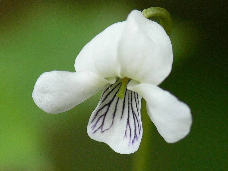 Изображение особи Viola hultenii.