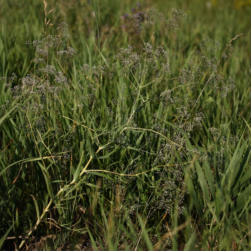 Изображение особи Gypsophila paniculata.